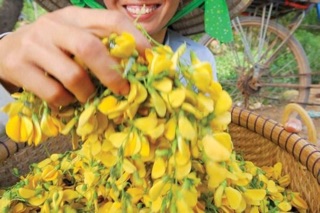 HẠT GIỐNG HOA ĐIÊN ĐIỂN MIỀN TÂY - 30 Hạt/ gói