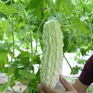 Hạt giống mướp đắng trắng