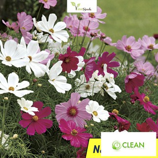 🌻🌷 Hạt giống Hoa Cánh Bướm Nhiều Màu -  Gói 100 Hạt - Vào Mùa Ra Hoa Tết