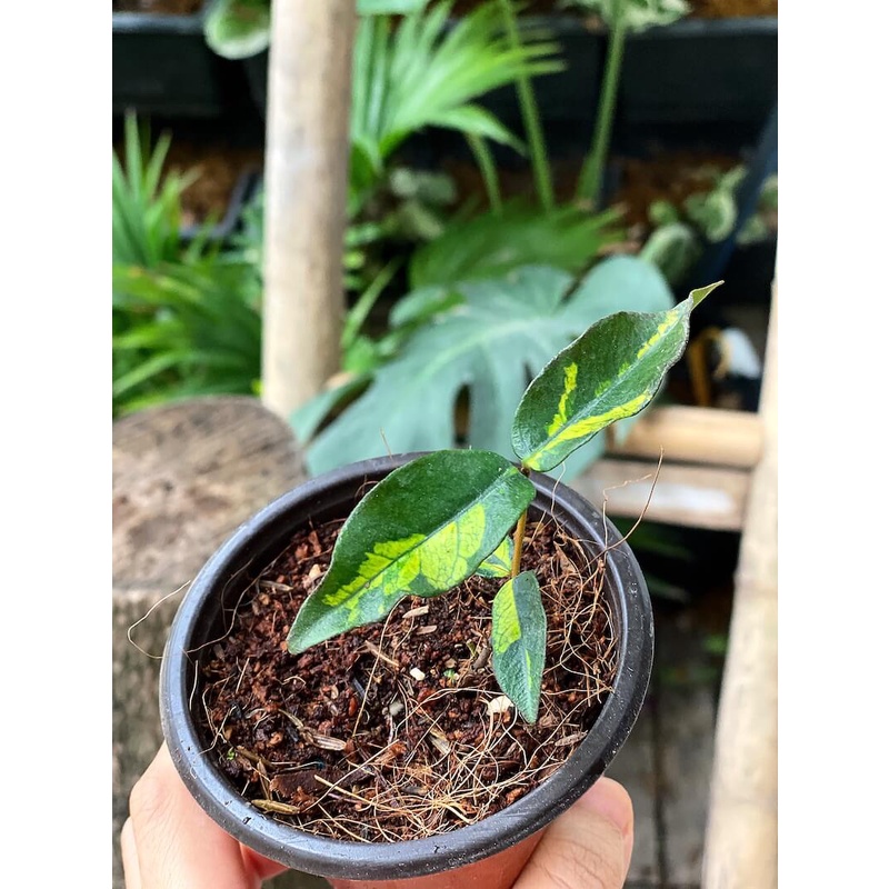 Cây giống Trachelospermum asiaticum Ogon Nishiki (Kim Diệp Lạc Thạch) chậu nhựa 8cm