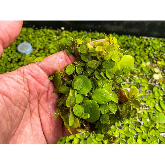 BÈO TAI CHUỘT TRANG TRÍ BỂ CÁ, GIÚP LỌC SẠCH, TRONG NƯỚC
