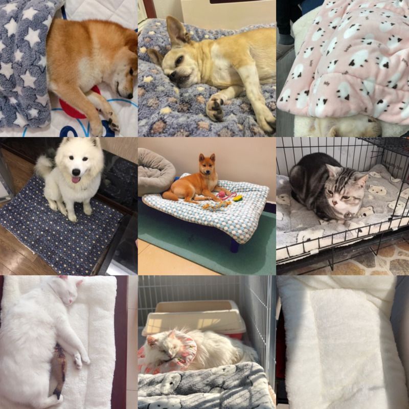 Thảm lót sàn dày và mềm dành cho thú cưng