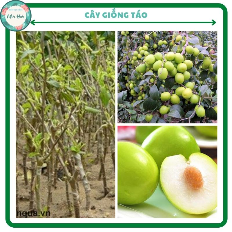 Cây giống táo Đài Loan quả to,táo thái , ngọt, thu hoạch trái sau 6 tháng(miền bắc mùa lạnh nên cây sẽ ít lá mầm)