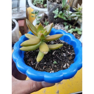 Một cây sen đá cam siêu đẹp