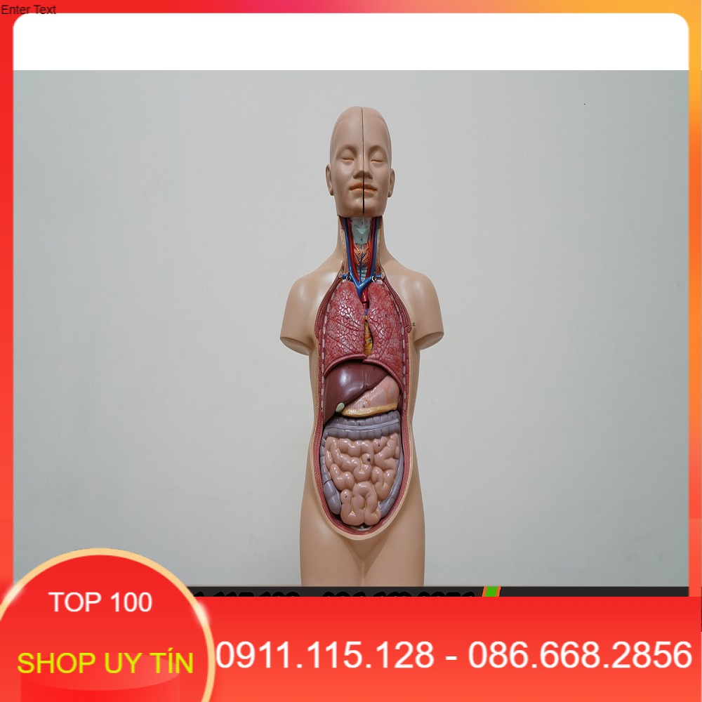 Mô hình giải phẫu cơ quan nội tạng nam - Mô hình Giải phẫu cơ thể người nửa thân trên