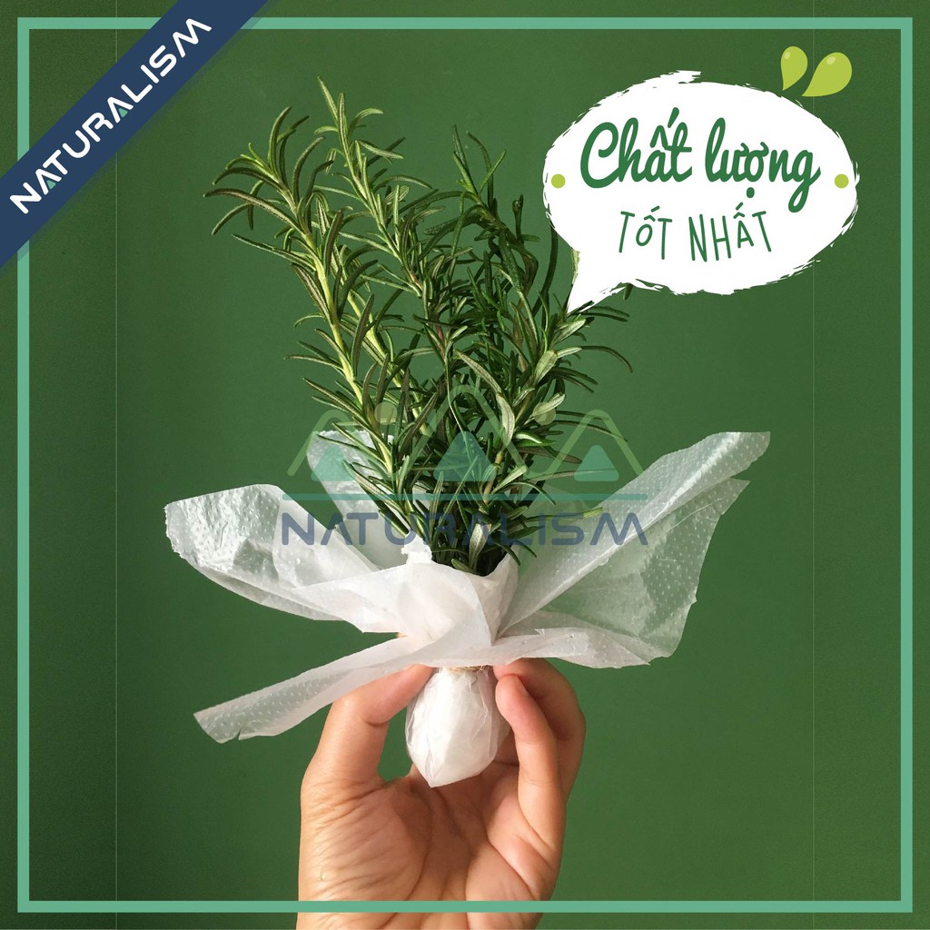 Cành Hương Thảo (khô và tươi) - Rosemary để nấu ăn, pha trà (8-10 cm, 18-20cm) - Homemade