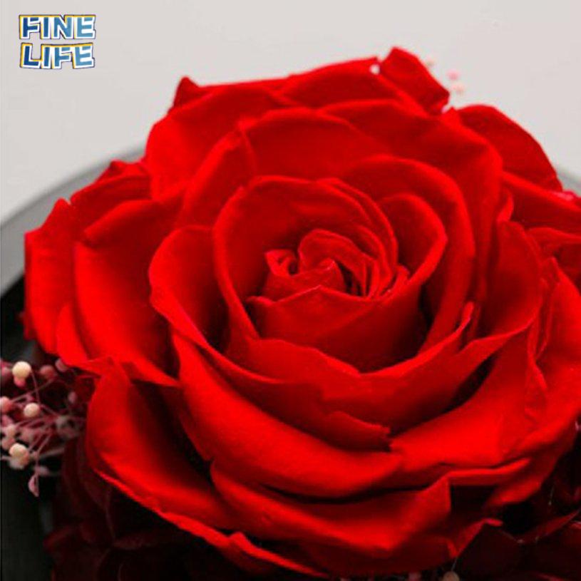 Lọ thủy tinh đựng hoa hồng thật handmade 10.9 có đèn LED