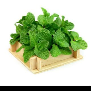 cây giống húng lũi(bạc hà âu.)