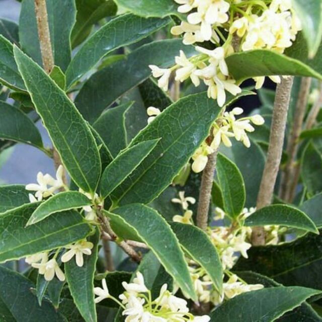 Cây hoa mộc hương