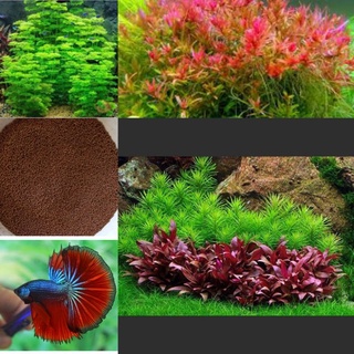 Hạt giống thủy sinh Betta halfmoon Chốngg+ cám viên