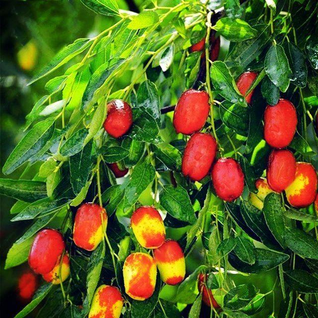 8.10 CÂY HỒNG TÁO