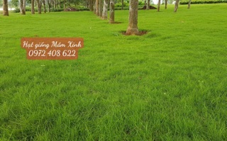 1kg Hạt giống cỏ thảm sân vườn