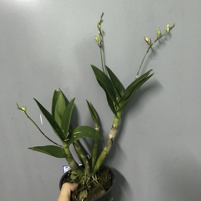 Lan Denro cây đag cho nụ, hoa