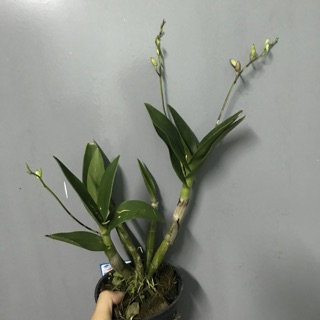 Lan Denro cây đag cho nụ, hoa