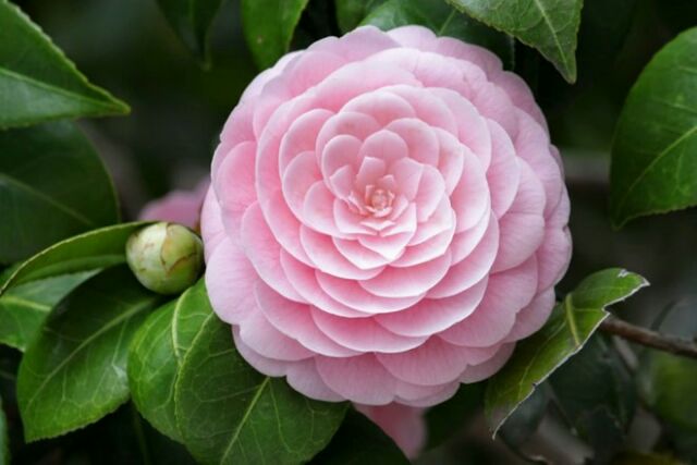 cây giống hoa trà mi có 4 màu (màu đỏ lựu, thâm hồng bát diện,  hồng phấn. trắng)