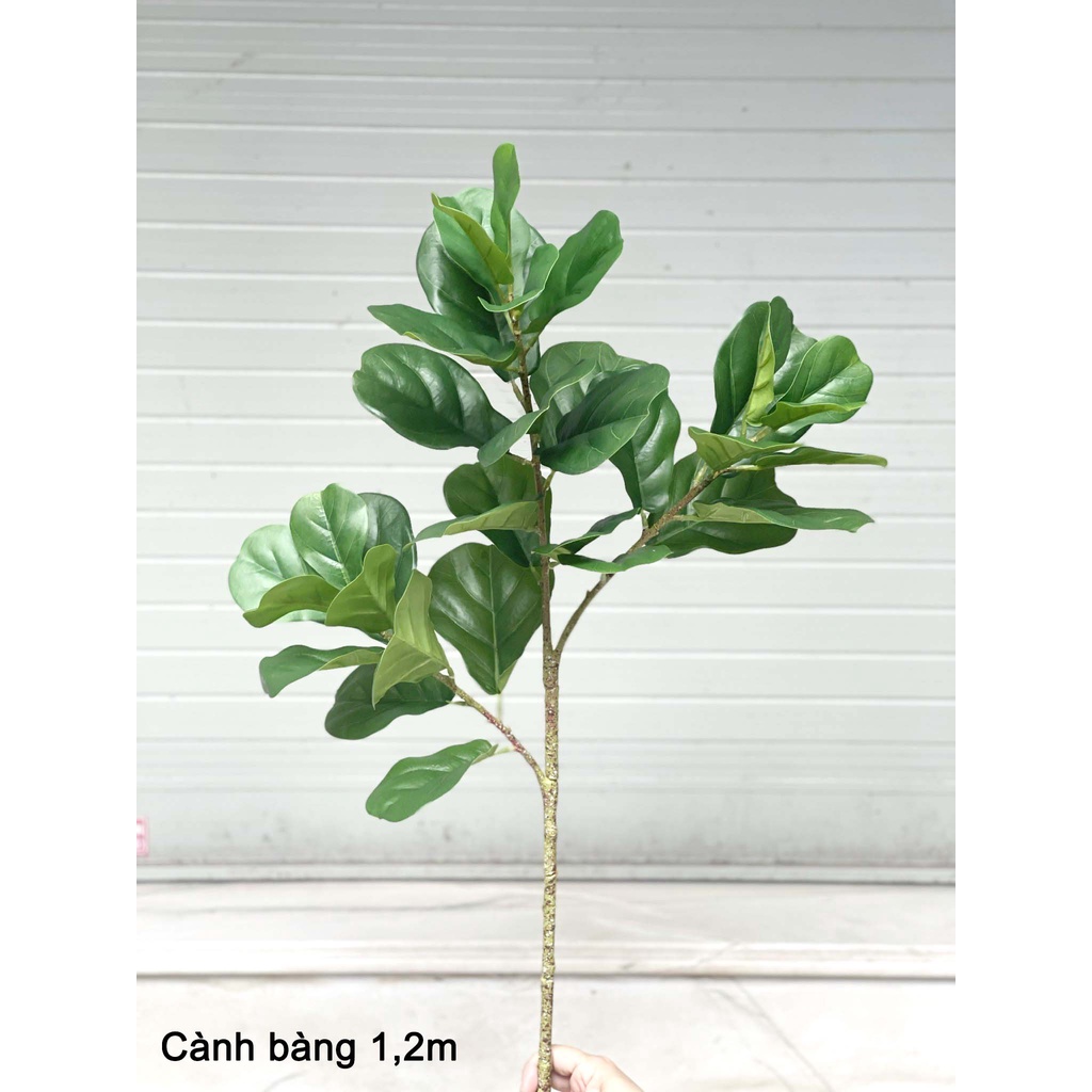 CÂY GIẢ - CÂY BÀNG SINGAPORE 3 NHÁNH CAO 1,2M