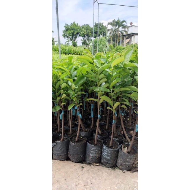 Cây giống mãng cầu xiêm thái