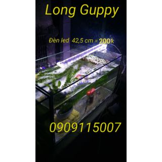 Đèn chiếu sáng hồ cá thủy sinh và 7 màu