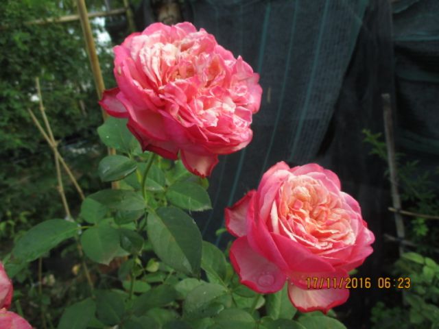 Hoa hồng leo ngoại  kodes jubilee cây đại (1m5_2m) shop ko ship khu vực miền bắc
