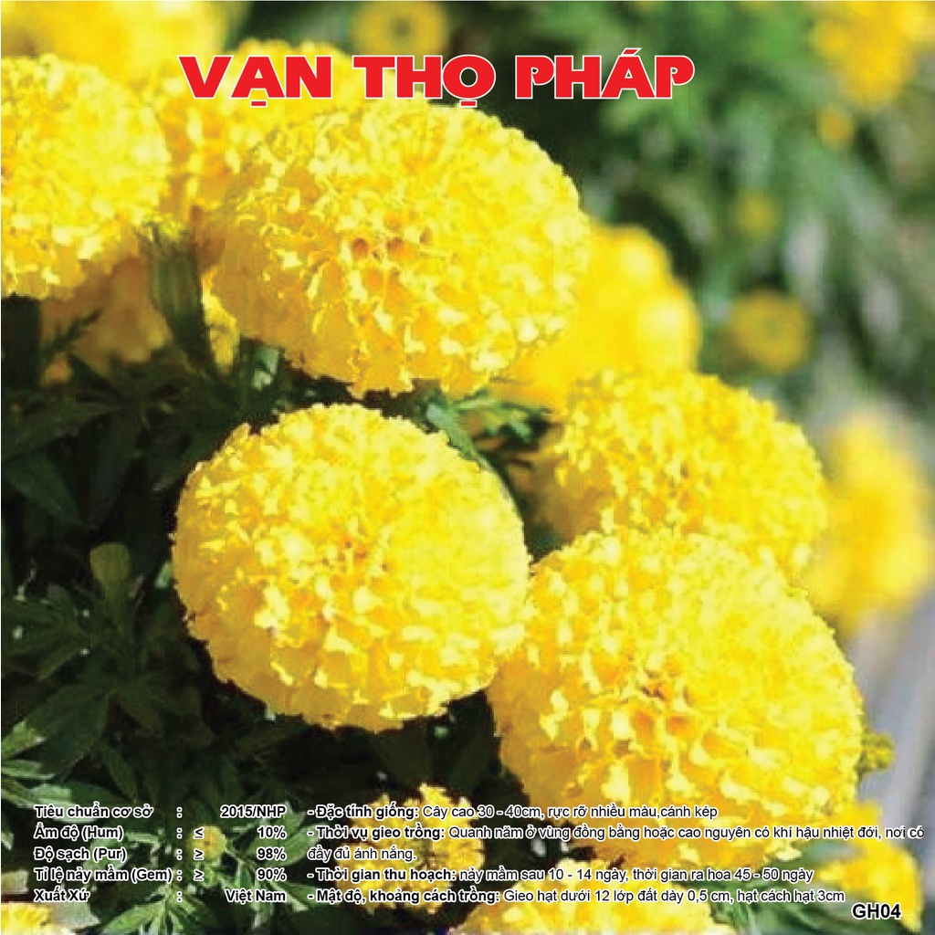 Hạt giống - Gói 5 gram Hạt giống hoa Cúc Vạn Thọ Pháp Mix Màu Svinaseeds dễ trồng, nhiều hoa, chịu hạn tốt GH004