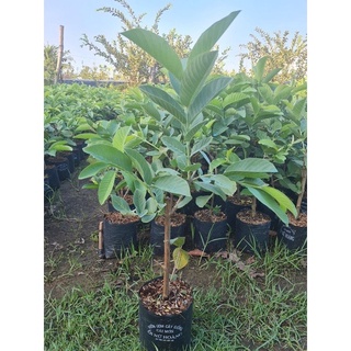 ￼Cây ổi nữ hoàng không hạt cao 50-70cm