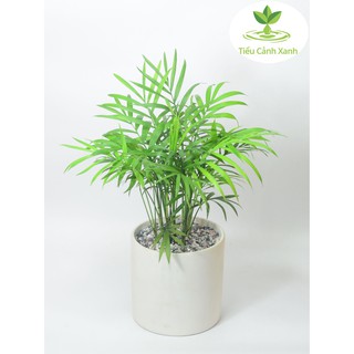 Cây cau tiểu trâm - chậu nhựa trắng