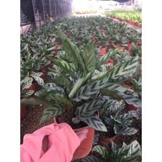 giá gốc-CHẬU ĐUÔI CÔNG XANH để bàn