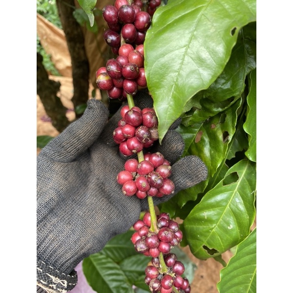 Cà phê rang xay Blend (Robusta-Arabica) nguyên chất vị truyền thống, đậm đà, hương thơm, hậu vị ngọt - DAMREY COFFEE | BigBuy360 - bigbuy360.vn
