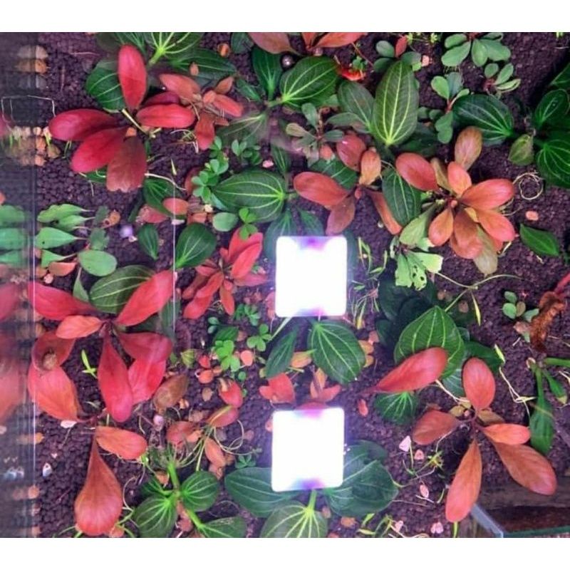 Cải đỏ thủy sinh - Cây thủy sinh trung cảnh