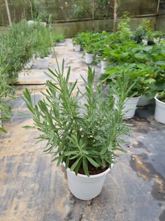 CÂY OẢI HƯƠNG - LAVENDER