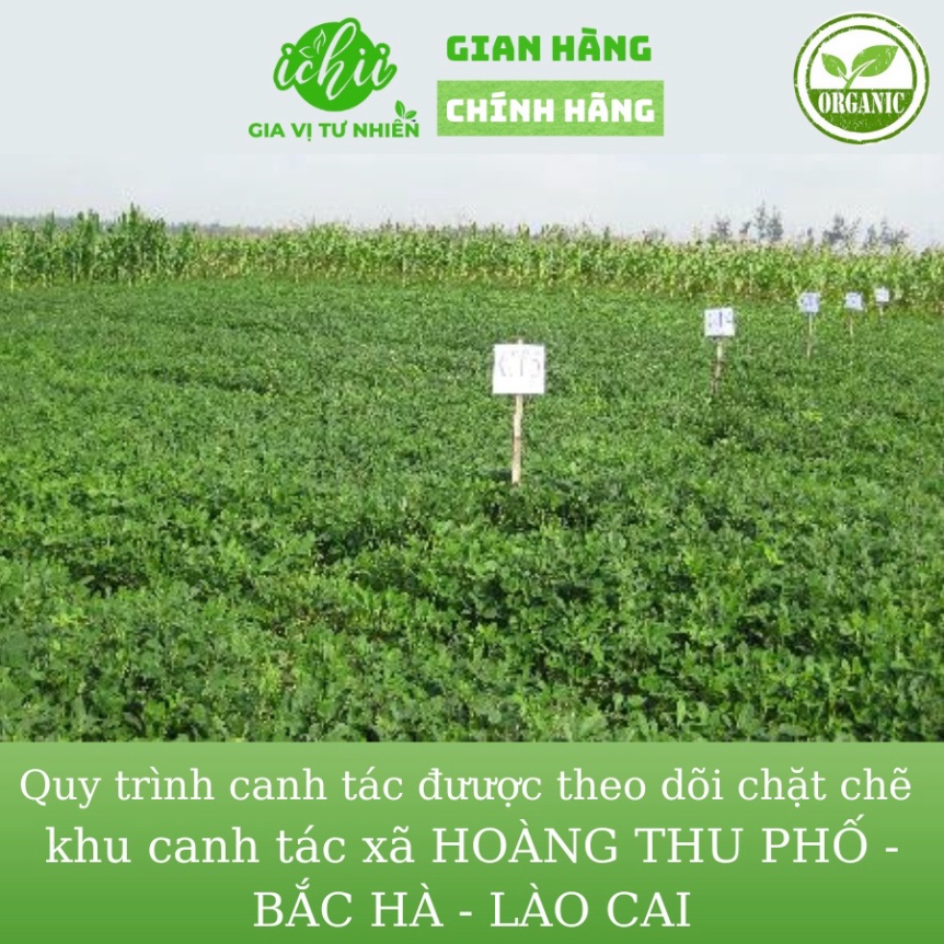 Lạc đỏ hữu cơ HOÀNG THU PHỐ, Lạc đỏ organic ICHII, Đậu phộng đạt tiêu chuẩn VIETGAP gói 500g