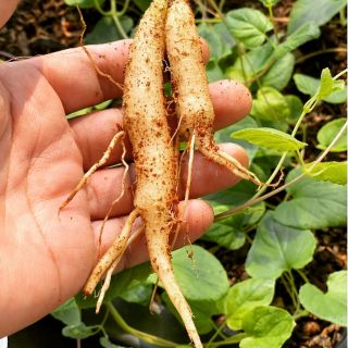 [HCM] cây giống Hồng đẳng sâm 1 cây