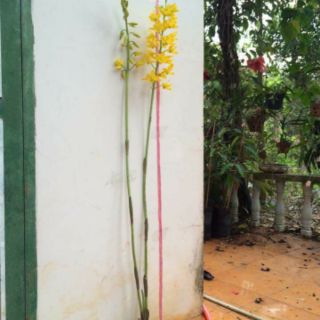 CỦ ĐỊA LAN LUÂN CÓ 4 MÀU HÀNG RỪNG