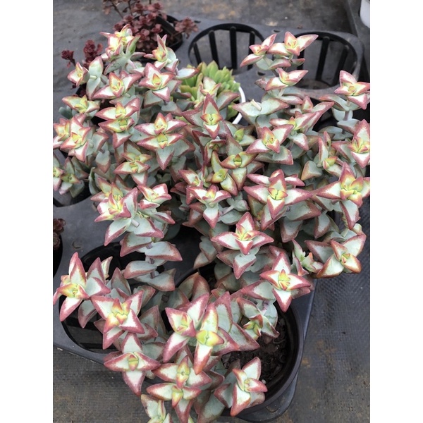 Sen đá Xiên Thịt viền đỏ 17cm