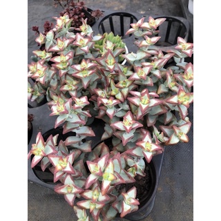Sen đá Xiên Thịt viền đỏ 17cm