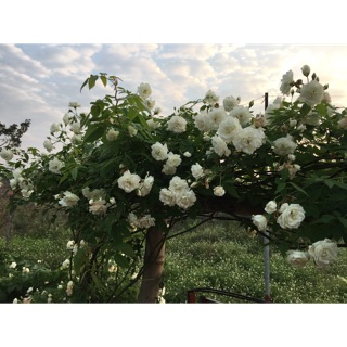 Combo 3 Cành chiết Hồng leo trắng Pháp Đà lạt