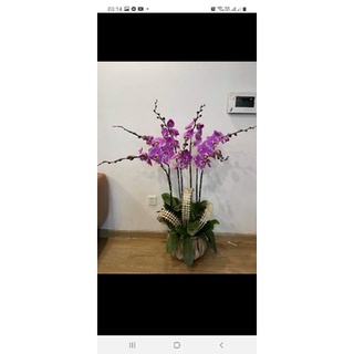hồ điệp đại cây to