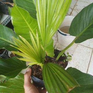 Cây cọ giống bầu đất