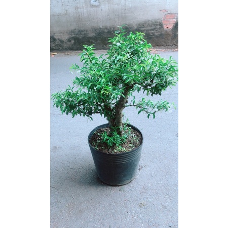 Cây Mai Chiếu Thuỷ Bonsai Lớn