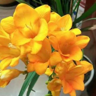 Củ giống hoa lan nam phi hoa màu vàng ( mỗi củ tặng 1 viên nén ươm củ )
