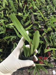 Catlaya cây giống