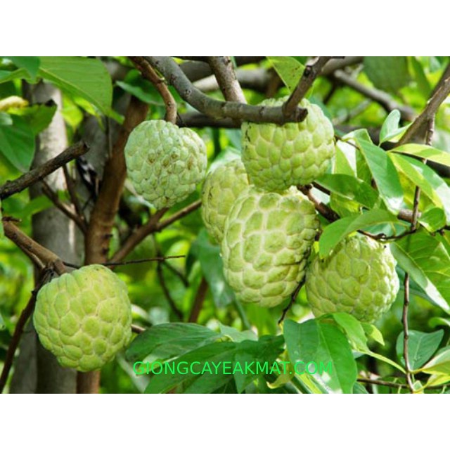 CÂY GIỐNG NA DỨA .