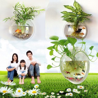 Bể Cá Gắn Tường Bằng Acrylic Tiện Dụng