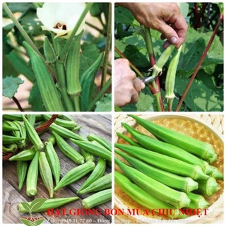Hạt giống đậu bắp xanh - 10 hạt