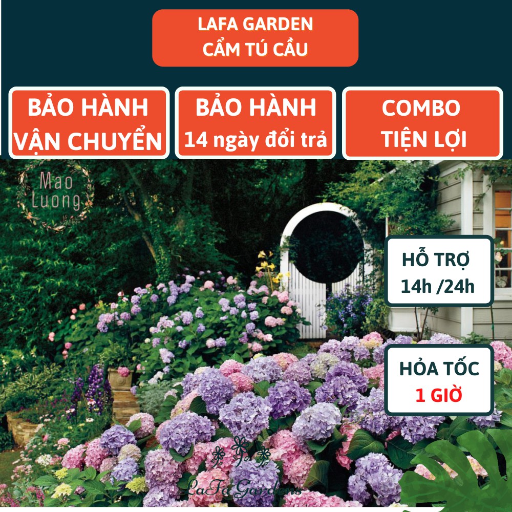 Cây cẩm tú cầu Nhật, kích thước ( 35-50cm) có bầu đất khỏe mạnh, giống chịu nhiệt ra hoa đẹp, sản xuất Lafa Garden