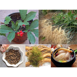 Hạt giống Nhân sâm Mỹ (gói 5 hạt)