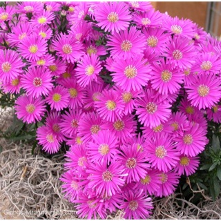 HẠT GIỐNG CÚC THẠCH THẢO HỒNG GÓI 50 hạt