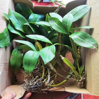 Hoa lan kiều vuông( cây đẹp,tết cho hoa)+ 700g phân thỏ hữu cơ ki mập khỏe ấm chậu