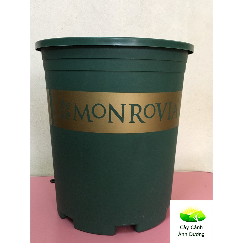 Chậu trồng cây Monrovia, chậu hoa hồng 3 Gallon (xanh, đen)