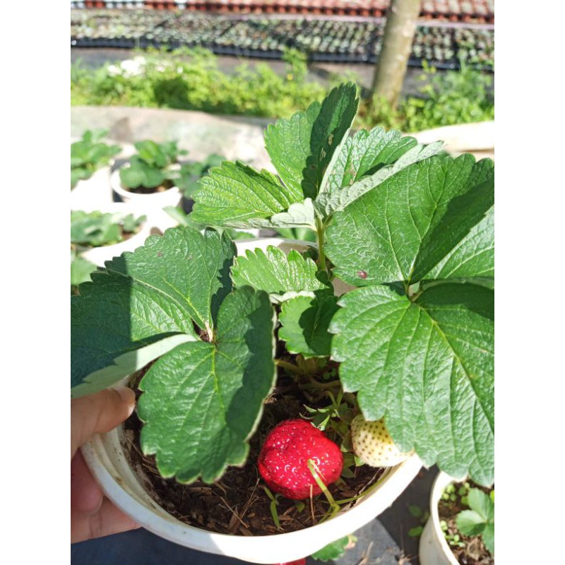 Chậu cây dâu tây Pháp